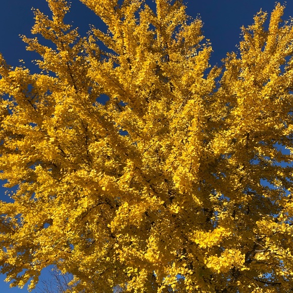 Meet your Posher, Isma - Picture 1 of 1